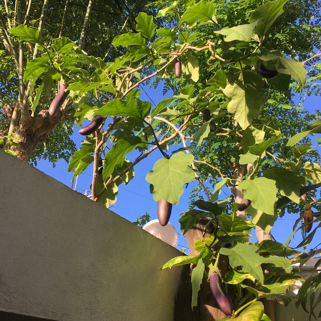 Grow your lunch—and dinner too!